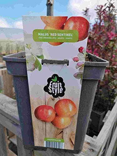 Dekorativt äpple Red Sentinel 100–120 cm – äppelträd – Malus Red Sentinel – äppelträd