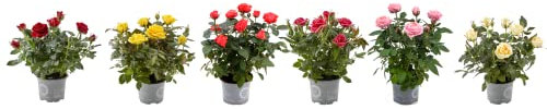 Rosal Miniatura | Pack 6 Plantas | Flores de Colores | Plantas Naturales con Flor