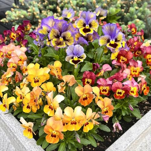 semi di viola del pensiero, balcone di viola del pensiero, campo da balcone, recisi rare, decorazione 50pcs