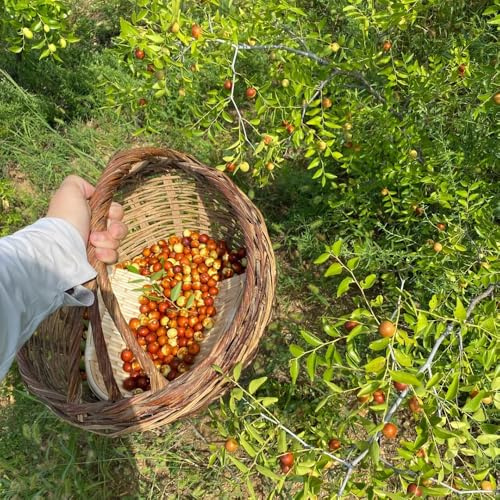 30 piezas Semillas de azufaifo - árboles frutales plantas decorativas semillas orgánicas Ziziphus jujuba - árbol de azufaifa - espaldera árboles frutales bonsai maceta Maceta de árbol