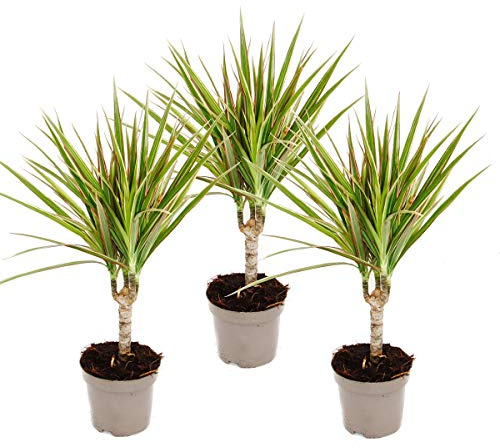 zweifarbiger Drachenbaum Dracaena marginata Bicolor Set mit 3 Pflanzen