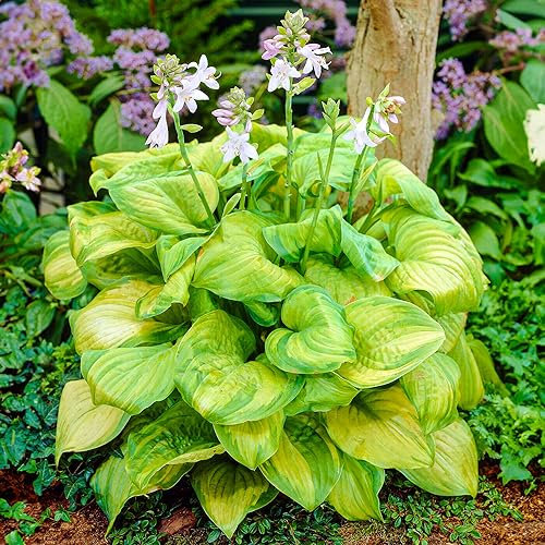 Hosta Guacamole | Plantain Lily | Plants Outdoor Garden Ready | Evergreen Plants Outdoor Garden Plant (3 Litre Pot, 20-30cm)