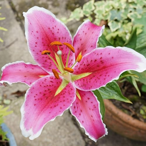 Carbeth Plants - 12 x Oriental Lily Stargazer Summer Bulbs - Pink Highly Scented Lilium Hardy Herbaceous Perennials - Easy to Grow Large Flowers - Planting in Outdoor Borders, Beds & Containers