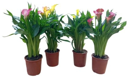 Set de 4 Plantas de Cala Naturales – Flores Elegantes para Jardinería Decorativa