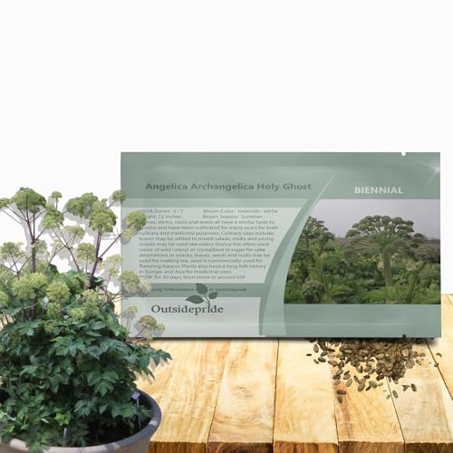 Outsidepride Angelica Herb Garden Seeds - 2000 Pcs Biennial, Traditional Herbal & Culinary Seeds for Planting, Fragrant White Blooms & Edible Stems for Herbal Gardens & Landscaping