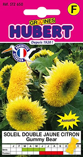 15 Graines de Soleil Double Jaune Citron Gummy Bear
