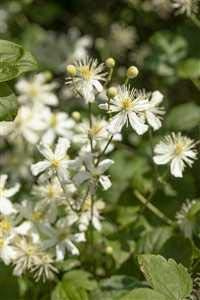 Waldrebe Clematis flammula 60-100 cm Kletterpflanze winterhart | Duftende Blüten, sonniger Standort, ideal für Zäune und Spaliere, robust, winterhart, dekorative Kletterpflanze