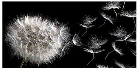 Tulup Leinwandbild - Wandkunst - Drucke auf Leinwand - Leinwanddruck -100x50 cm - Blumen & Pflanzen - Schwarz - Pusteblume