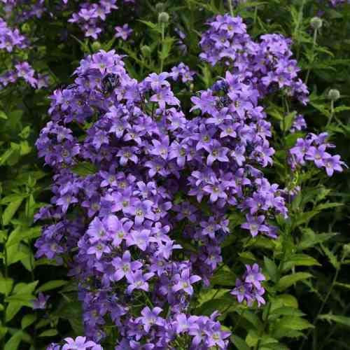 6 x Dolden Glockenblume 'Prichard's Variety' - Campanula Lactiflora 'Prichard's Variety' Topf 9x9cm: Blaue Blüten, reich blühend, ideal für Staudenbeete.