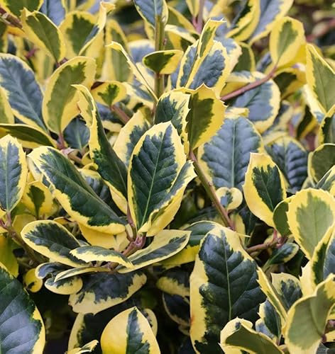 Gelbbunte Stechpalme Ilex Golden King 100-125cm - Ilex altaclerensis - lebende Gartenpflanze aus den Baumschulen