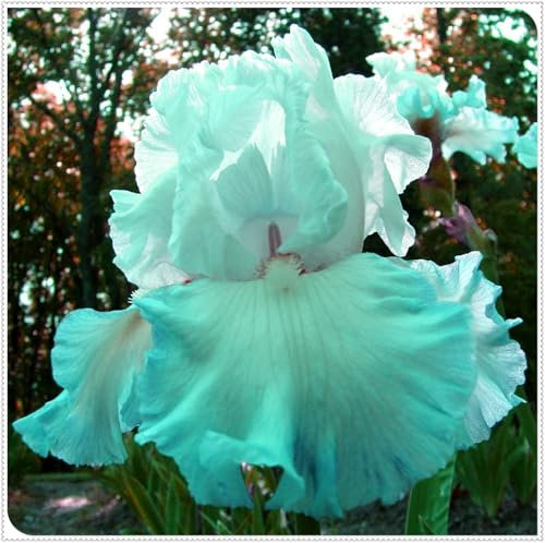 Bearded Iris Bulbs for Planting,Bearded Iris,Bearded Iris Bulbs Mix,Excellent Display,Indoor Perennial Balcony Garden Bulbs,Flowering Rhizome-3bulbs-H
