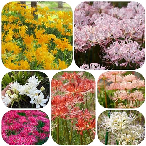 5 piezas bulbos lycoris radiata, para exterior de lirio araña perennes son resistentes