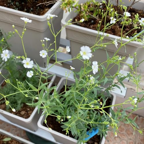schleierkraut mehrjährige stauden dachbegrünung frühlingsblumen balkon garten schnittblumen bodendecker winterhart mehrjährig gartenkräuter blumengarten zimmerbonsai bonsai 200samen