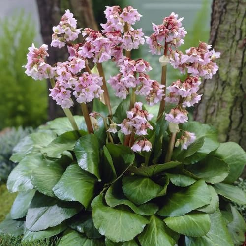 semi di bergenia - interno giardino al coperto sul balcone 70pcs