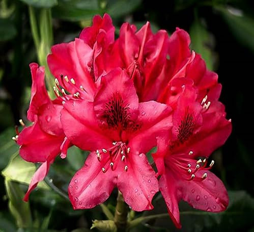 90pcs of Rhododendron Flower Seeds,red