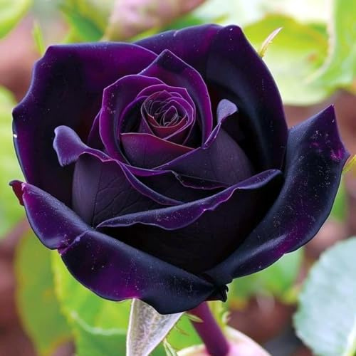 Natürlich Rosen-Rhizom, Überraschend wachsend, Winterhart Mehrjährig, Geeignet für Frühling und Herbst, Kein Gießen Erforderlich-3 Rhizom-D