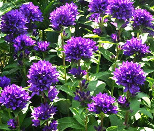 Portal Cool Campanula Superba Campanula Glomerata - 20 Semi