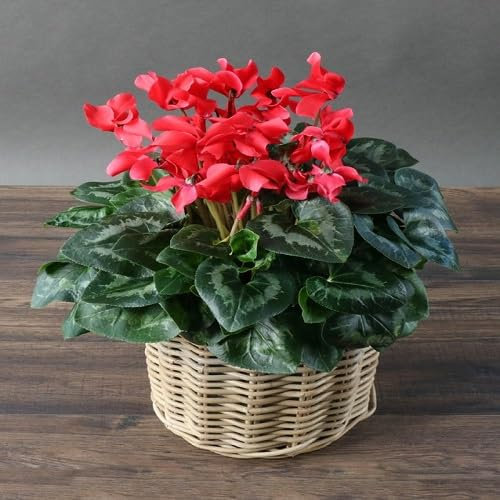 Nouvelles graines de fleurs de cyclamen fraîches 100 pièces