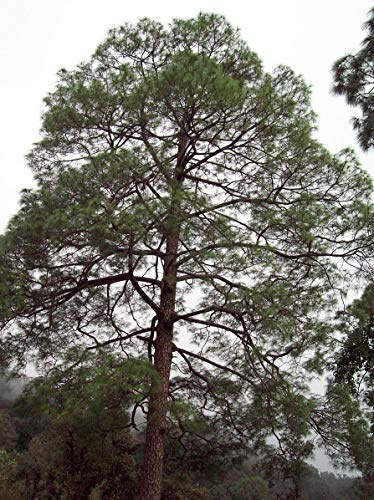 Himalaya Kiefer -Pinus roxburghii- 1000 Samen -Winterhart-