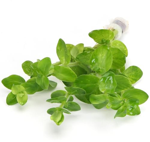 K2AQUA Bacopa Amplexicaulis (1 Bunch) Live Aquarium Plant Bright Green Sturdy Stems Easy Care Low Maintenance Foreground Midground Background Freshwater Tank Natural Decoration Beginner Friendly