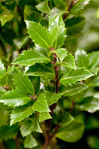 Ilex meserveae ‘Heckenpracht’ 40–50 cm – Winterhart, Immergrün, Pflegeleicht – Stechpalme – Heckenpflanze für Garten & Sichtschutz