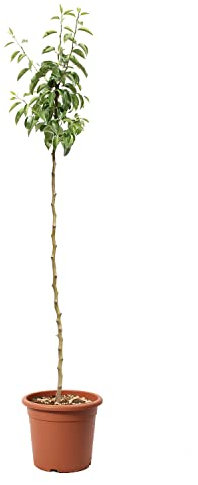 KENTIS - Poirier Williams - Pyrus Communis - Vraies Plantes d'Extérieur - Arbre Fruitier de Jardin d'Ornement - Pot de Culture Ø 24 cm