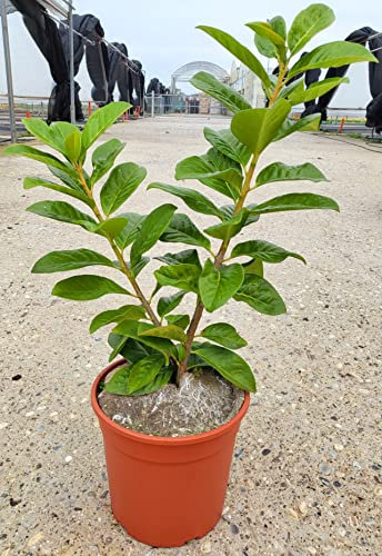POWERS TO FLOWERS - PHOTINIA LITTLE RED ROBIN, FOTINIA NANA, 8 PIANTE, PIANTA PER SIEPE, VASO 17CM DIAMETRO, ALTEZZA MINIMA 50CM, piante vere