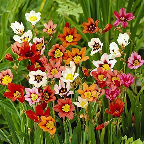 25 x Sparaxis Tricolor Mixed – Harlequin Flowers – Summer Flowering Bulbs – Perennials – for Your Beautiful Garden