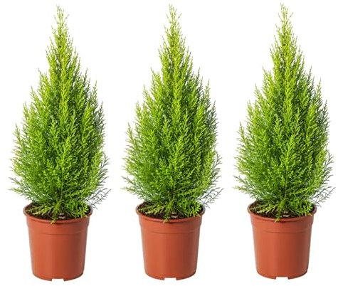 Ciprés Goldcrest - Pack 3 Plantas - Árboles Naturales Cupressus Golden Crest