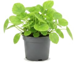 Plectranthus Verticillatus Planta del dinero Planta Colgante y Decorativa DECOALIVE Maceta 12 cm Diámetro Altura 20 cm