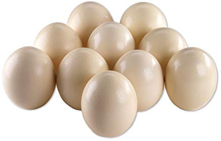 africX 10 Straußeneier aus Südafrika - 1A Qualität - Straußenei - Größe ca. 13-15cm - naturbelassen, entleert, ausgeblasen und gereinigt