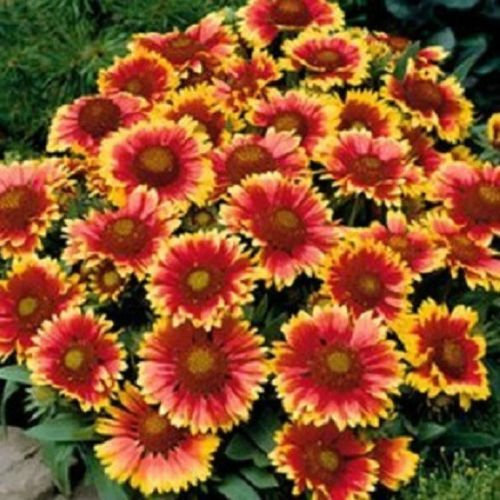 500 semi di Gaillardia Decke Blumensamen