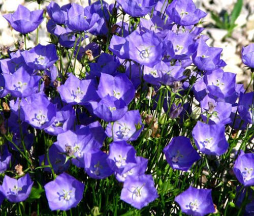 BELLFLOWER Tussock BLU Campanula Carpatica – 50 Semi Bulk: Package Contain Seeds