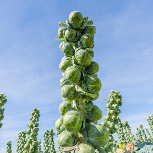 300samen rosenkohl kaufen - balkon kräuterpflanzen winterharte kübelpflanzen balkon hochbeet dekopflanzen wintergemüse