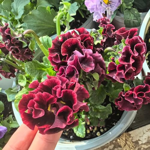semi di viola del pensiero, balcone, da balcone resistenti di viola del pensiero, aiuola, esotiche resistenti di perenni 200pcs