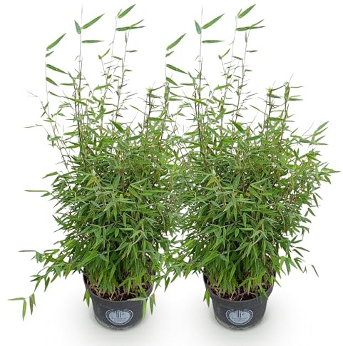 Green boutiQ - Graminées - Fargesia nitida Red Dragon - Bambou - Non envahissant - Vert - 2 Plantes - Pot 23 cm - Hauteur 80 cm