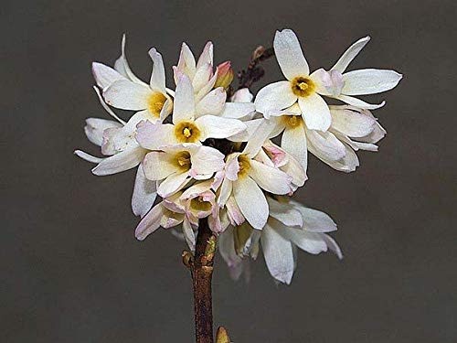 Portal Cool Abeliophyllum Distichum roseum (Blanc forsythia) en 9cm Pot