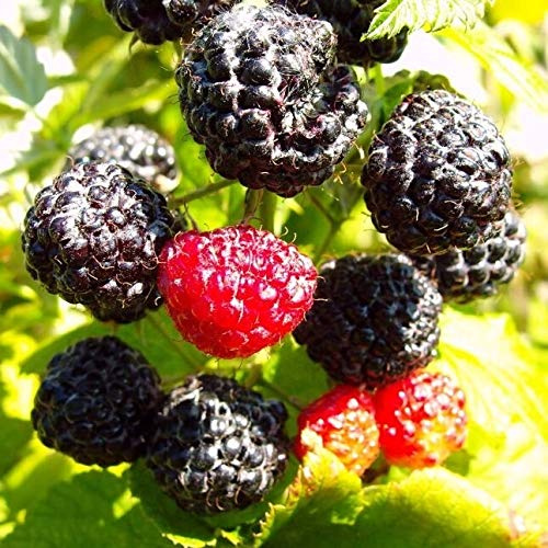 Black Jewel Schwarze Himbeere sehr aromatisch und süß ca. 40-60 cm im 3 Liter Topf
