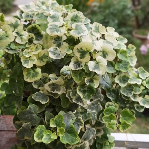 semillas de hiedra - Ivy Vines - jardín lianas decoración selva resistentes exterior, Las jardín son perennes resistentes, raras, 75pcs