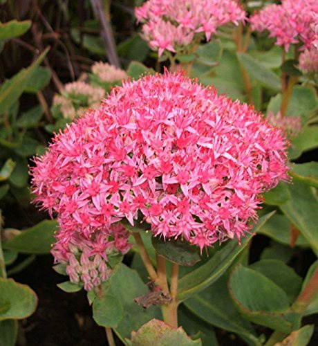 Prächtige Fetthenne Carl - Sedum spectabile - lebende Gartenpflanze aus den Baumschulen