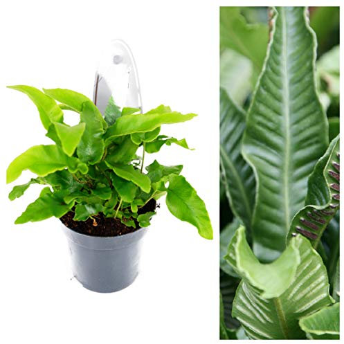 Asplenium Scolopendrium Fern Plant - Harts Tongue Outdoor Fern Plant in a 9cm Pot Ready to Plant