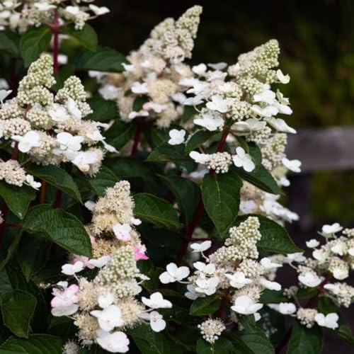 Hydrangea paniculata Living Infinity 1 Litre Pot - Award-Winning, Long-Blooming Shrub with Colour-Changing Flowers for Stunning Summer Displays - Thompson & Morgan