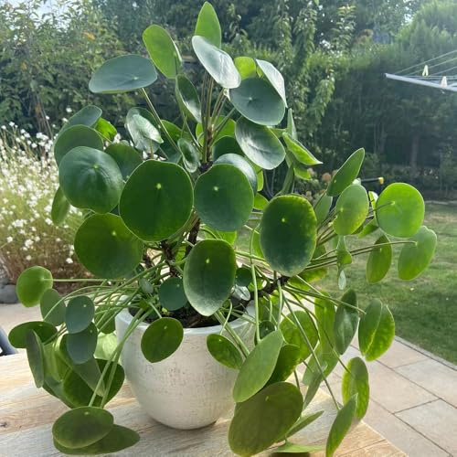 Pilea peperomioides - glückstaler, Chinesischer Geldbaum, steingarten gartenblumen rankpflanzen winterharte stauden für pralle sonne bodendecker winterhart mehrjährig balkonpflanzen 120samen
