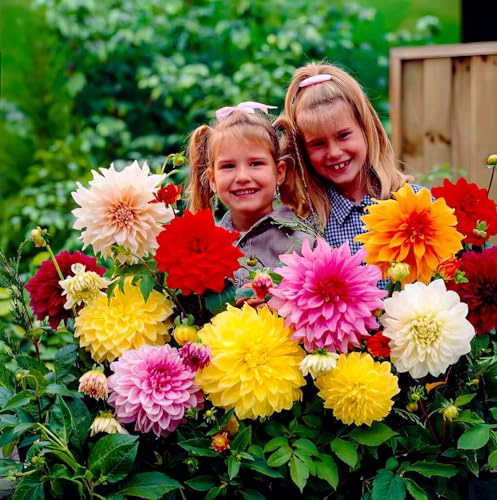 Dahlias Bulbes DinnerPlate Géants Collection - 5 Bulbes de Fleurs à Planter Exterieur - Plante Exterieur Jardin - Naturelle Plantes de Hollande (pas de graines, non artificielle)