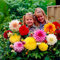 Dahlien Knollen DinnerPlate Riesen Kollektion - 5 Dahlienknollen - Blumenzwiebeln Sorten mix aus Holland - echte große Dahlien Pflanzen für Garten und Töpfe(kein Samen, nicht künstlich und winterhart)