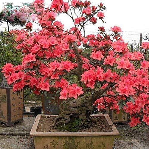 Portal Cool Aa rari semi Red Azalea giapponese Sakura Cherry Blooms Piantare 200Pcs