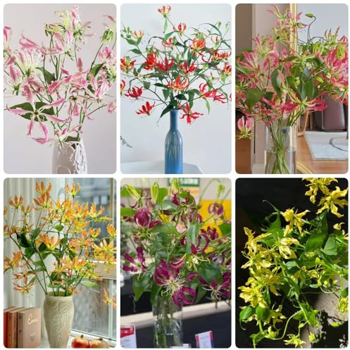 Flammenlilien - Gloriosa superba - stauden winterhart mehrjährig blumenzwiebeln kletterpflanzen schnellwachsend 6Zwiebeln