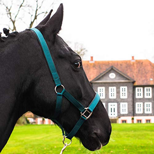Pferdelinis Halfter für Warmblut, Vollblut, Kaltblut, Pony – Stallhalfter, Weidehalfter, 2-Fach verstellbare Dornschnallen, sicher & reißfest (Grün, Kaltblut)