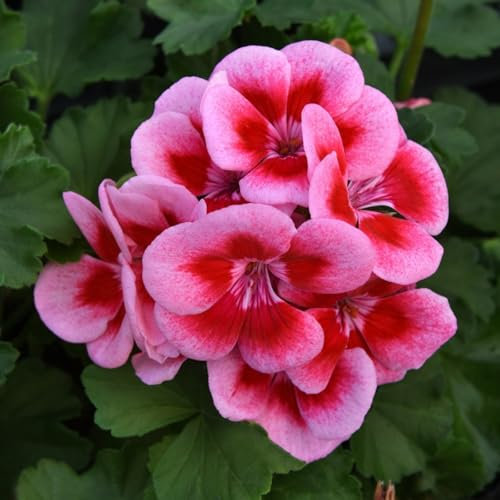 Carbeth Plants 1 x Geranium Raspberry Ice Plant in 13cm Pot - Pink Summer Flowering Pelargonium Garden Ready Bedding Plant - Easy to Grow Shrubs for Hanging Baskets, Window Boxes & Patio Pots