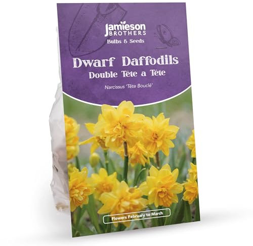 Double Tete a Tete Daffodil Bulbs 16 Bulbs, Dwarf Yellow Colour – Plant in Gardens, Borders & Flowerbeds – Flower Bulbs by Jamieson Brothers